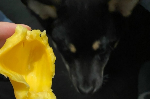 狗狗吃菠萝蜜的危害 狗狗吃菠萝蜜的危害