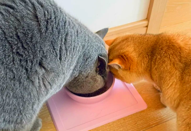 新西兰K9冻干猫粮：猫咪的健康秘诀