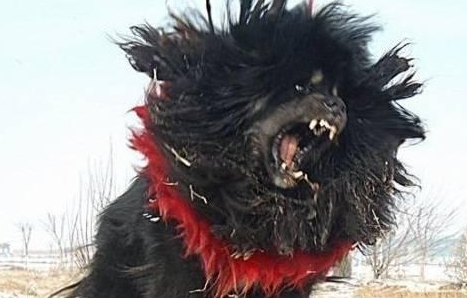 藏獒，世界十大残狗之首的神犬鬼獒王-宠物网
