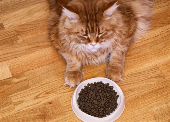 ORIJEN原始猎食渴望、ACANA爱肯拿与润合供应链达成战略合作 ORIJEN原始猎食渴望、ACANA爱肯拿与润合供应链达成战略合作