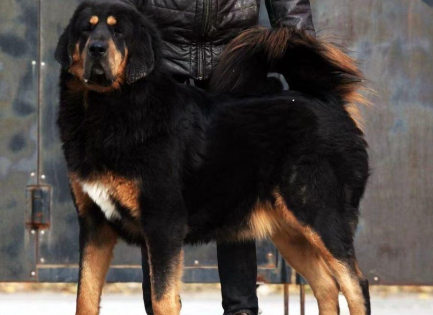 藏獒怀孕后吃什么食物