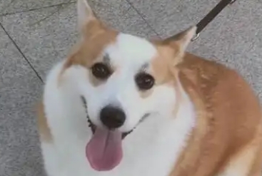 狗能吃出苦味吗