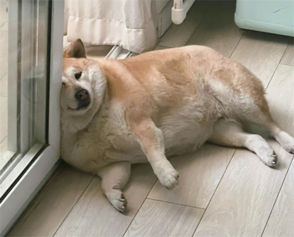 狗狗产后吃什么补营养