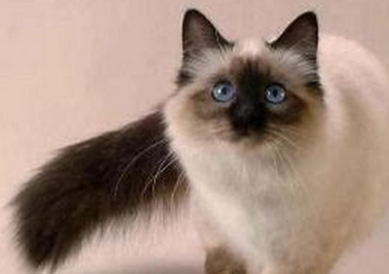 巴厘猫尿血吃什么药？快来看看~