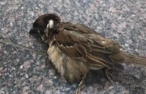 麻雀死了什么预兆