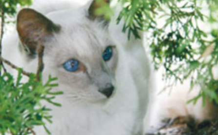 巴厘猫品种的巴厘基本介绍！