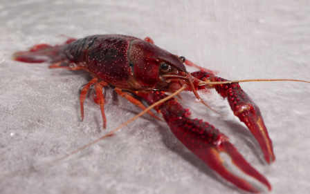 活的龙虾多少钱一斤 活的龙虾多少钱一斤