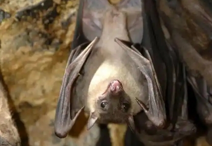 蝙蝠属于昆虫吗