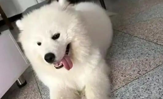 小狗呕吐清水怎么办