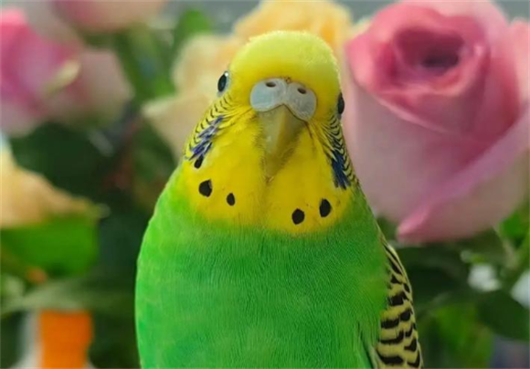 怎样让虎皮鹦鹉下蛋 怎样让虎皮鹦鹉下蛋