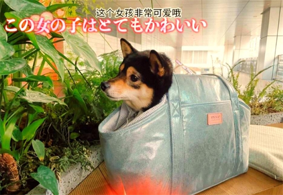 狗狗也能进商场！狗狗A高ARKIKA高颜值宠物包推荐