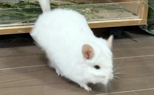 这里的龙猫还能客制化！吸引无数游客前往