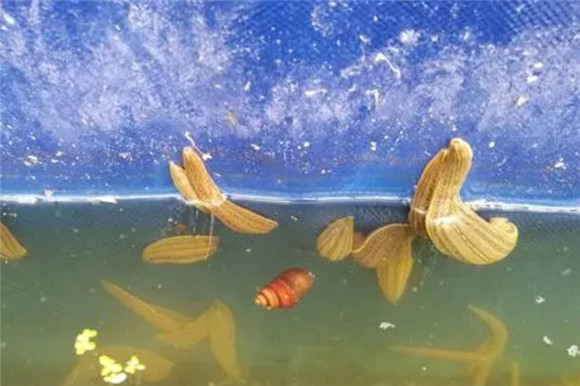 水蛭几斤可以晒一斤