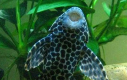元族水族宠物跨界非遗,马尾绣鱼缸装饰成市场新宠 元族水族宠物跨界非遗,马尾绣鱼缸装饰成市场新宠