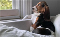 巴吉度犬:短腿猎犬的温情与挑战!