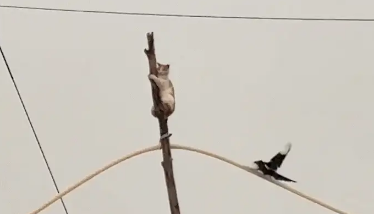 猫爬到树干上下不来，又飞来一只鸟在管子上滑滑梯