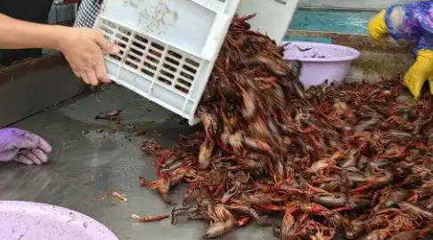 7到9钱龙虾多大