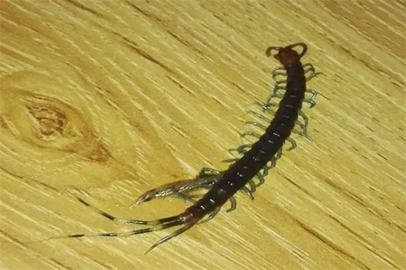 下雨天房间里有蜈蚣 下雨天房间里有蜈蚣