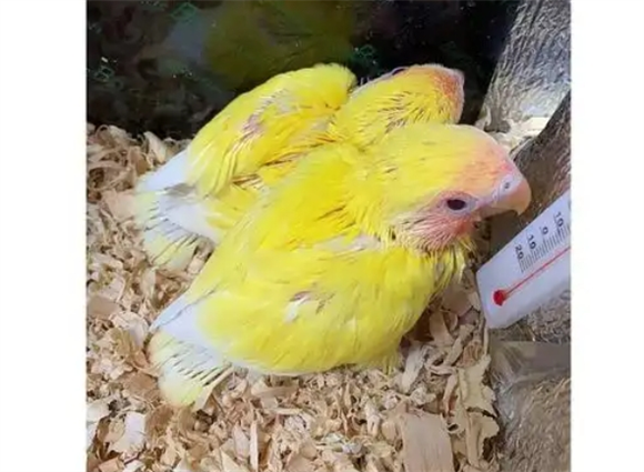 虎皮鹦鹉的天敌是什么