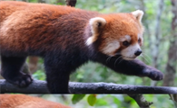 小熊猫的爱好是什么