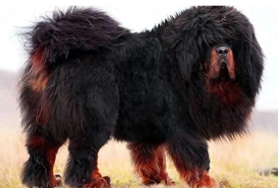 一文了解藏獒犬的特性