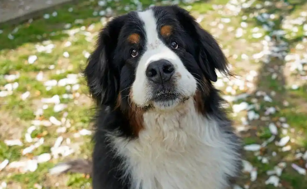 伯恩山犬:100斤的宝宝,猛男的外表小公主的心 伯恩山犬:100斤的宝宝,猛男的外表小公主的心