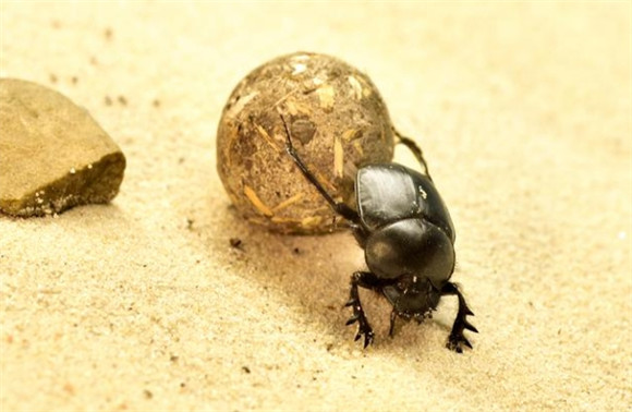 屎壳郎没处挤 屎壳郎没处挤