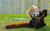 小熊猫是熊猫小时候吗