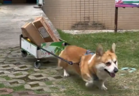 “拖拉基”帮主人取快递,一路跑一路掉,最后车都翻了~ “拖拉基”帮主人取快递,一路跑一路掉,最后车都翻了~