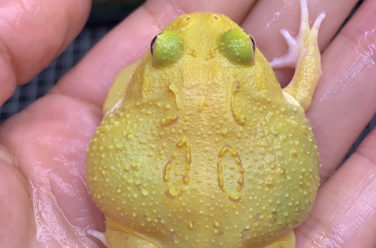 营造角蛙理想栖息环境