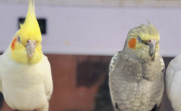 高烧半月未愈、眼睛爬出白虫……铲屎官必看健康防护攻略 高烧半月未愈、眼睛爬出白虫……铲屎官必看健康防护攻略