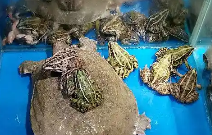 角蛙怎么养？揭秘萌宠背后的养殖秘籍！