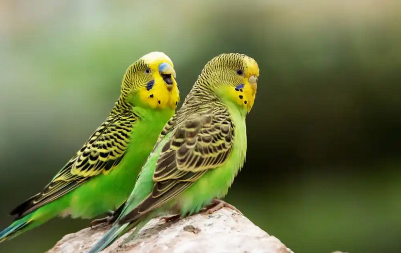 虎皮鹦鹉怎么认主人 虎皮鹦鹉怎么认主人