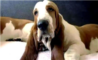 巴吉度犬：外表憨厚，实则猎犬高手