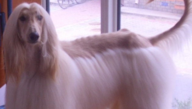 阿富汗猎犬幼犬全解析：优缺点与喂养指南