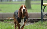 活泼、开朗的巴吉度犬，你了解吗？