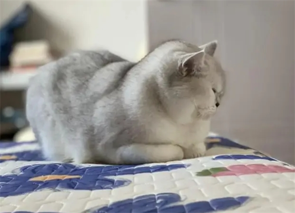 猫咪怎样做到富养?ORIJEN原始猎食渴望不愧为“最佳食谱” 猫咪怎样做到富养?ORIJEN原始猎食渴望不愧为“最佳食谱”