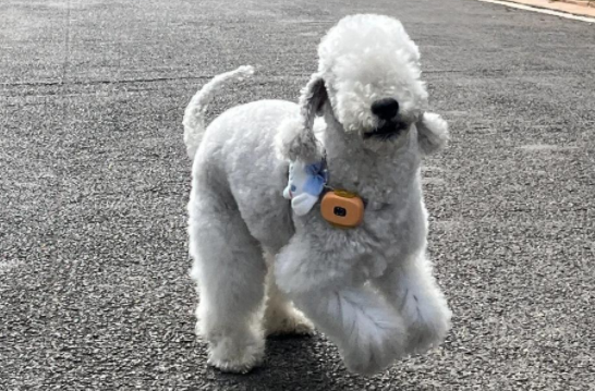 普安特兽药科普：贝灵顿梗犬——“我才不是羊”！