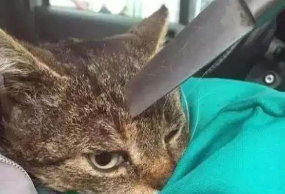 男子开车遇到猫,下车一看心疼了,立马抱上车去医院 男子开车遇到猫,下车一看心疼了,立马抱上车去医院