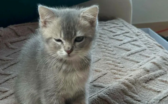 喵舒宁林可大观霉素：猫咪健康的守护者