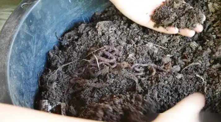 泡沫箱怎么养蚯蚓