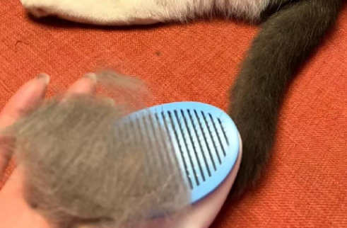LYNN猫梳子在哪里可以买 LYNN猫梳子在哪里可以买
