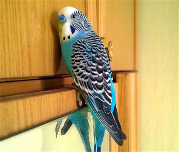 虎皮鹦鹉多少块钱一只 虎皮鹦鹉多少块钱一只