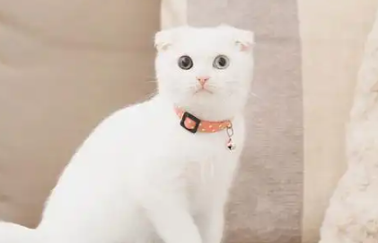 苏格兰折耳猫的魅力与隐患：你准备好了吗