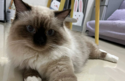 科普：巴厘猫的性格怎么样？