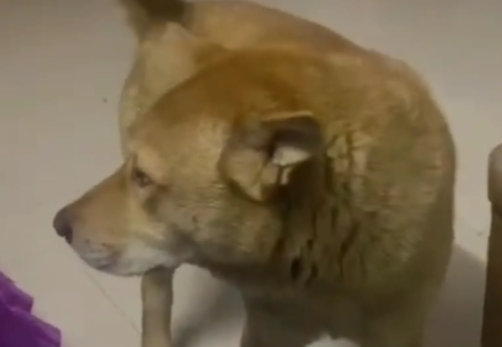 女子睡了一天,狗子饿坏了,将女子叫醒。狗:我准备去炒俩菜,你吃吗…… 女子睡了一天,狗子饿坏了,将女子叫醒。狗:我准备去炒俩菜,你吃吗……