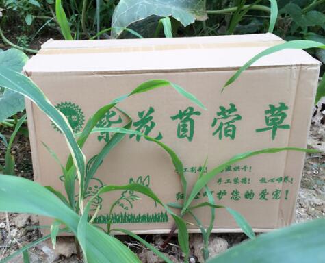 秀恩苜蓿草和提摩西草的区别 秀恩苜蓿草和提摩西草的区别