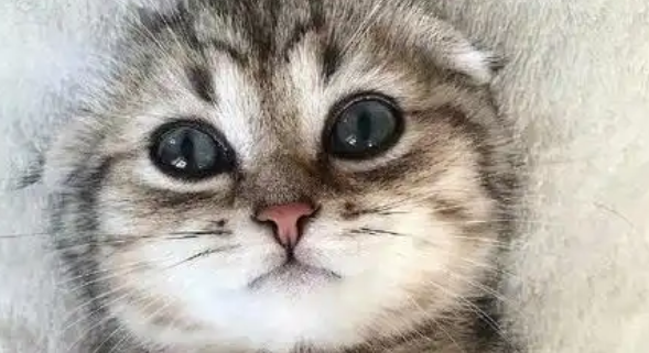 苏格兰折耳猫的独特特征与繁育指南 苏格兰折耳猫的独特特征与繁育指南