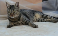 最小的猫是茶杯猫?速来了解