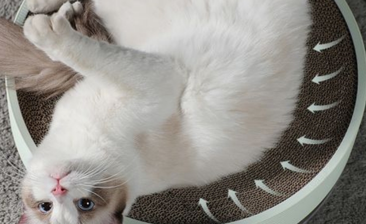 汤琪猫抓板是干什么的